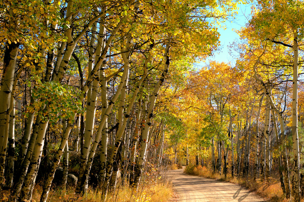 Colorado Aspens